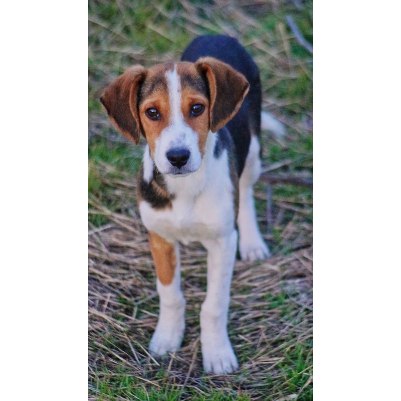 Bobík - k adopci